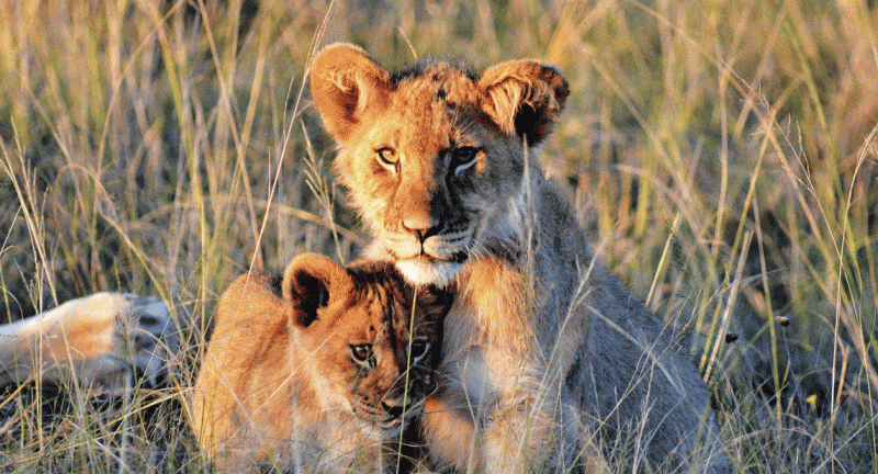 Cape town lion cubs
