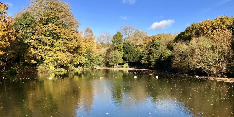 hampstead-heath-pond