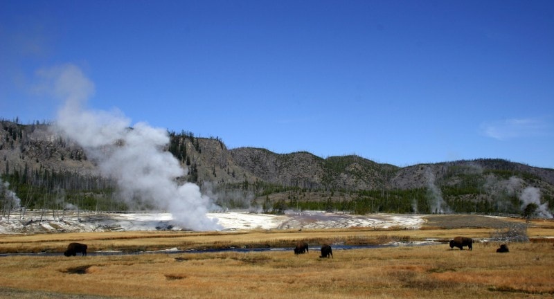 Bison at Yellowstone National Park