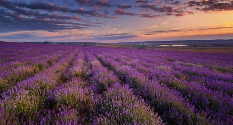 Lavendar Fields Norfolk