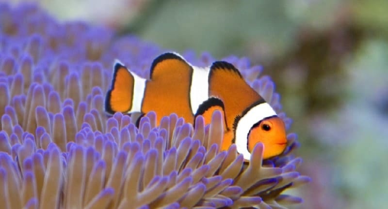 Close up of a clownfish