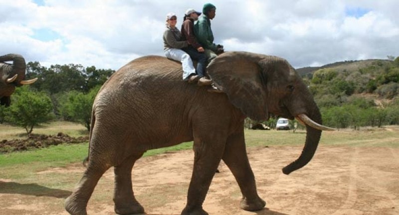 Elephant south africa