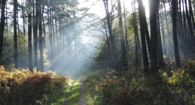 Sherwood Forest Nottingham Camping