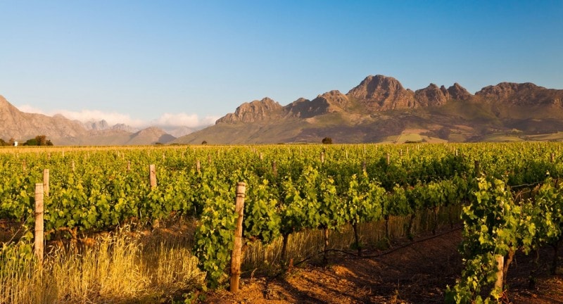 cape town south africa vineyard