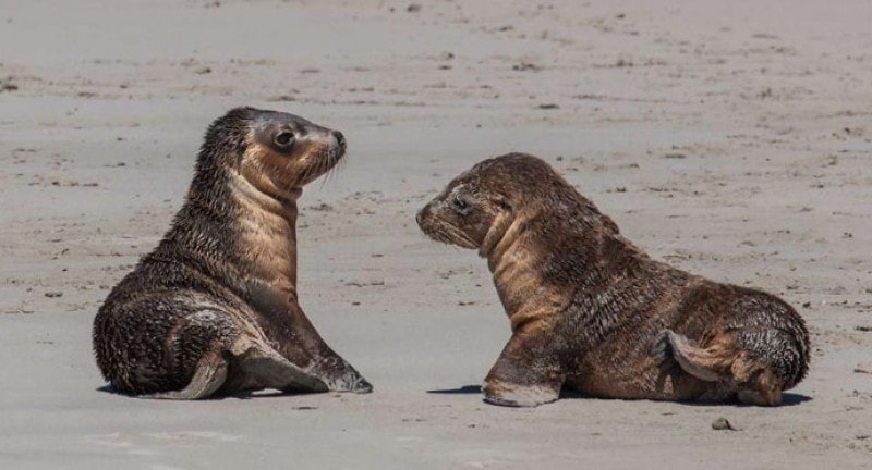 two seals on the beach at kangaroo island australia