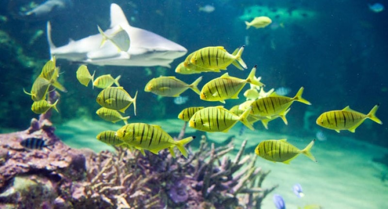 Aquarium of Western Ausralia