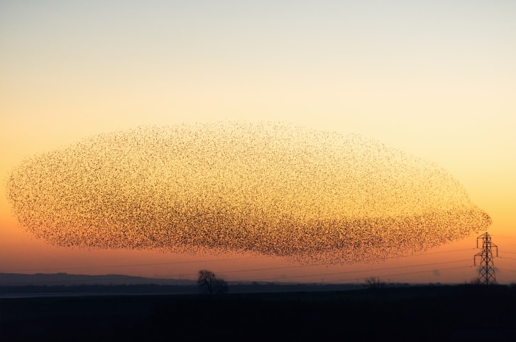 Large murmuration of starlings at dusk