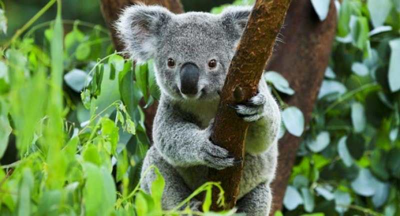 Koala sanctuary