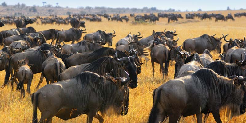 Wildebeest at Maasai Mara, Kenya