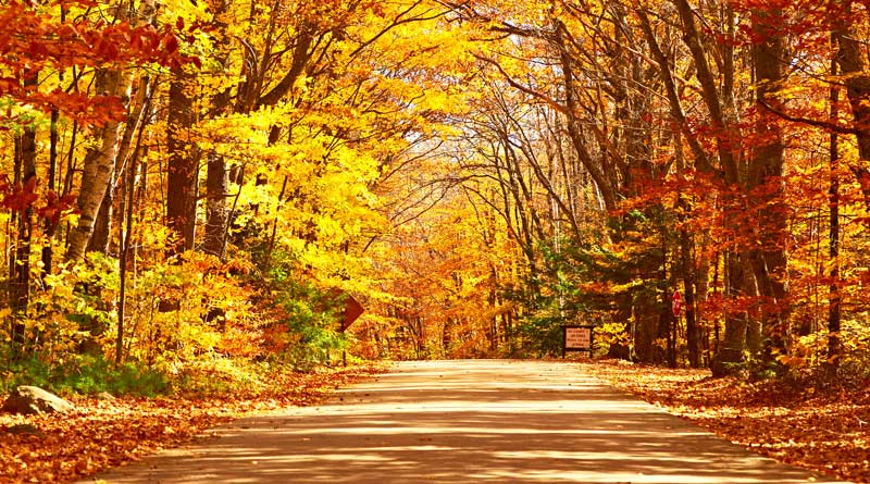 New-England-fall-wood