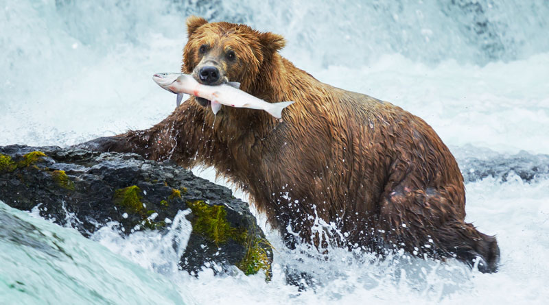 bear-with-salmon-salmon-run-alsaka
