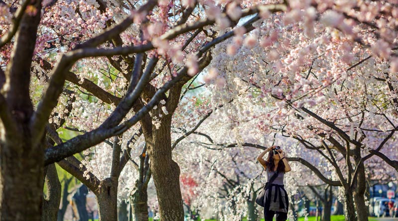 cherry-blossoms-washington-dc-usa