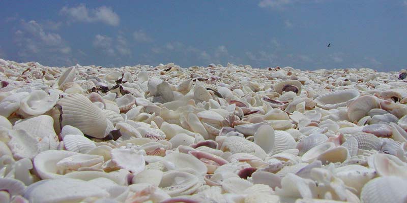 shells on sanibel beach Florida