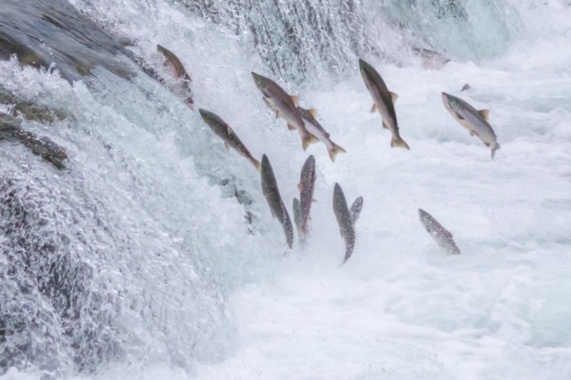 salmon running up a brook