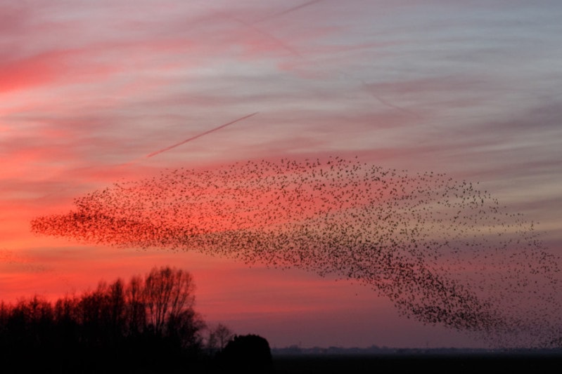 flock of starlings uk
