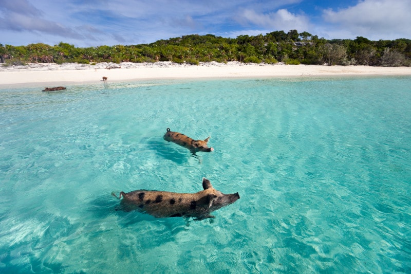 swimming pigs in the bahamas