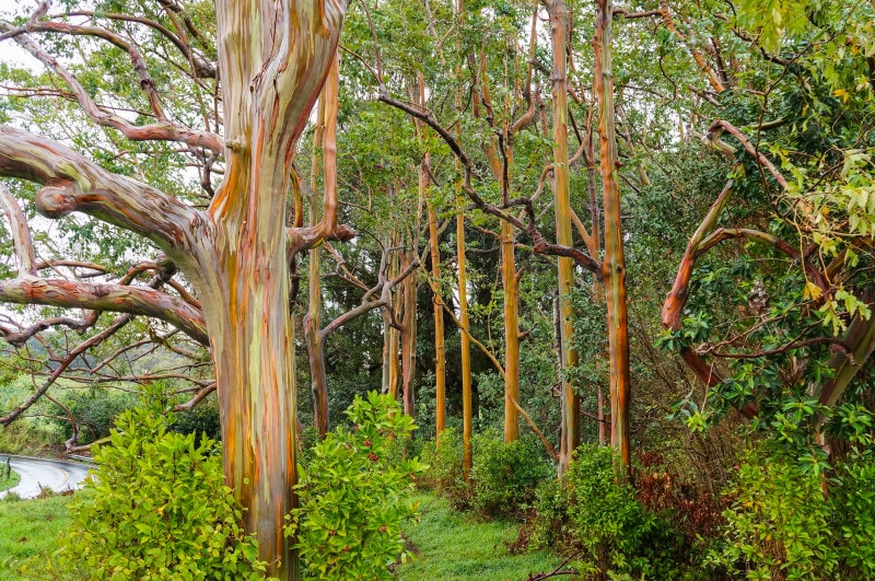 rainbow eucalyptus trees