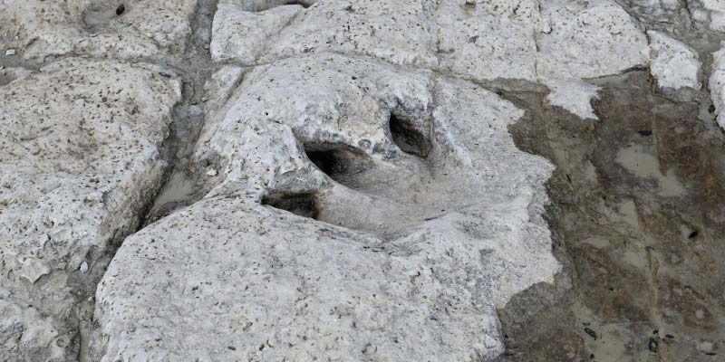 Dinosaur footprint at Valley State Park, Glen Rose, Texas