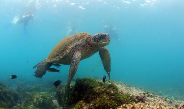 snorkelling in the Galapaos on a family holiday