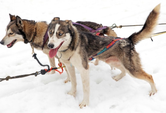 husky slededing in Slovakia