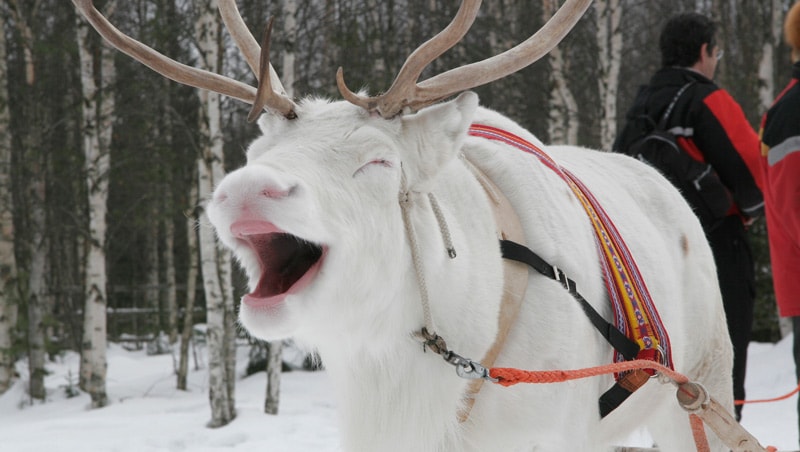 Reindeer in finland