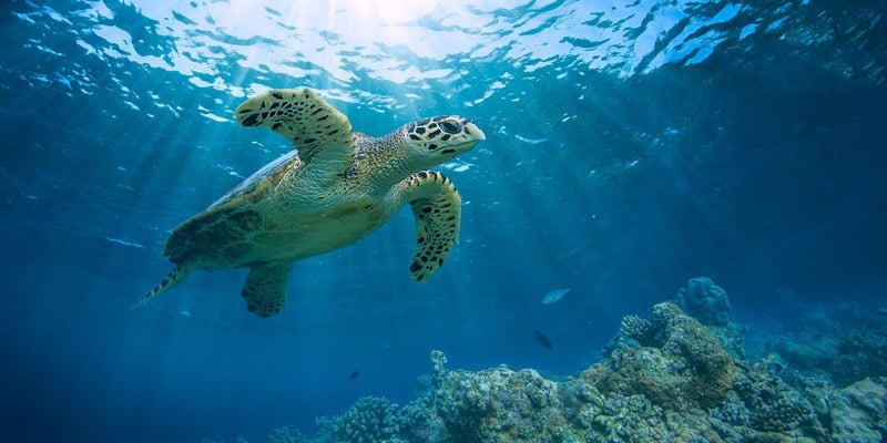 green-sea-turtle-maldives-reef