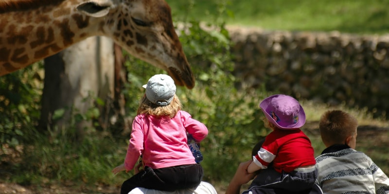 Family watching giraffe at zoo