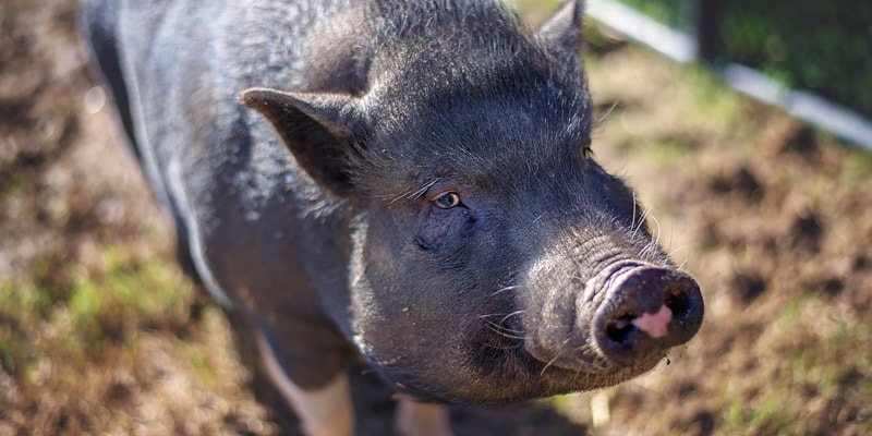 black-pot-belly-pig