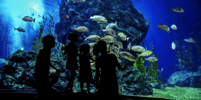 family watching fish tank
