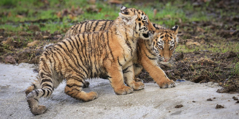 tiger-cubs-woburn-safari-park