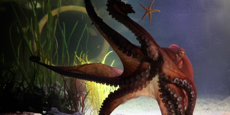 Hank, Giant Pacific Octopus