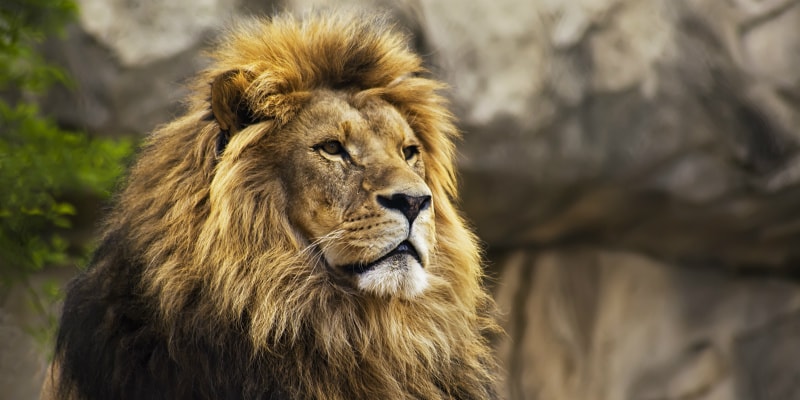 Lion at best uk zoos