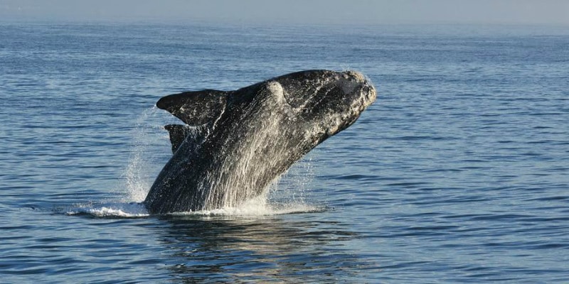 South-africa-whales