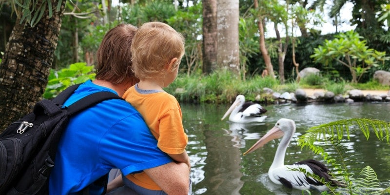 family looking at pelicans