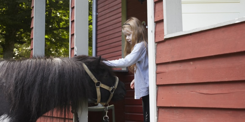 little girl petting donkey