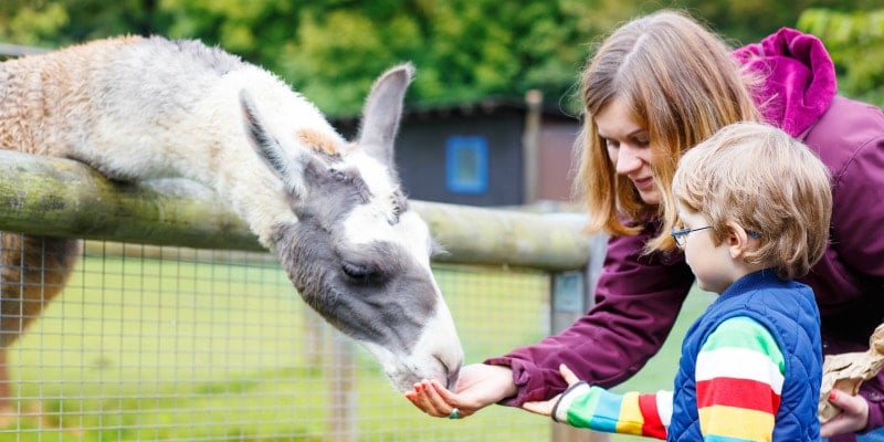 mother and son feeding animal