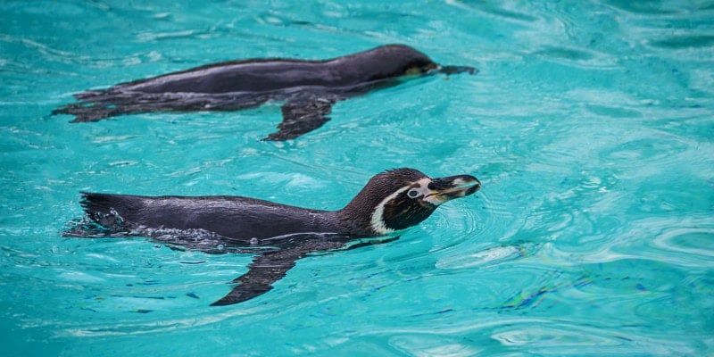 penguins at zoo