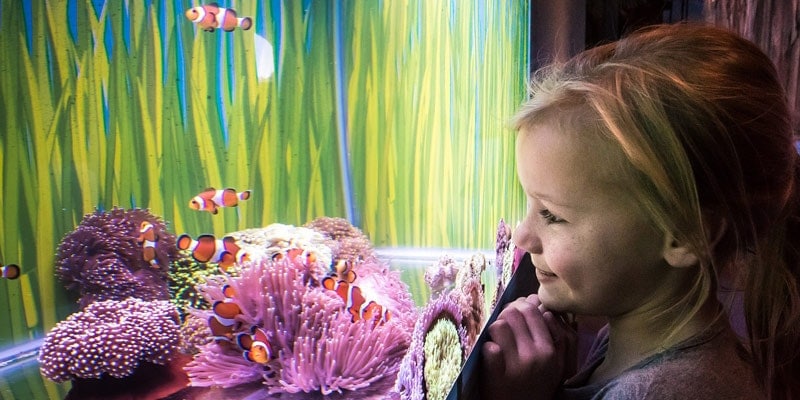 child looks into fish tank at tropical clown fish