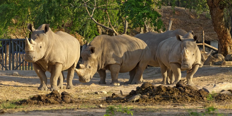 trio of rhinos