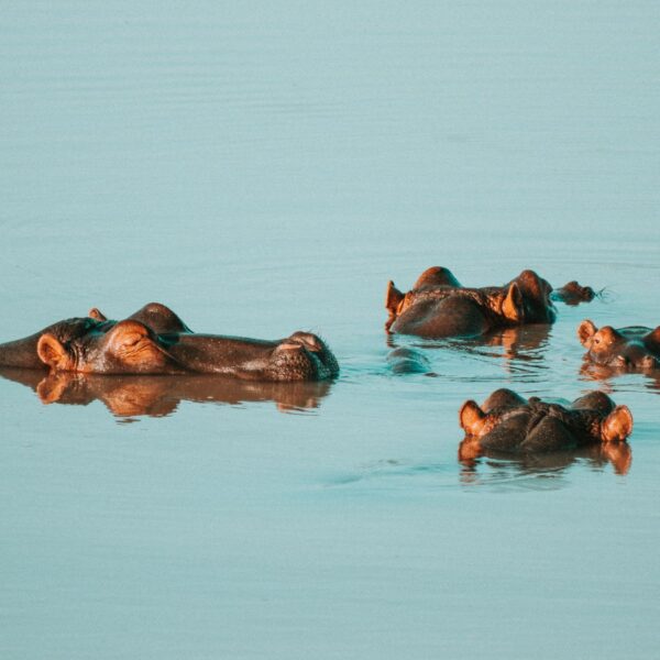 wallowing-hippos-south-africa-wade-lambert
