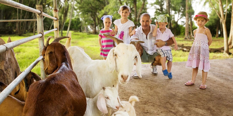 Family-and-goats-denis-island-seychelles