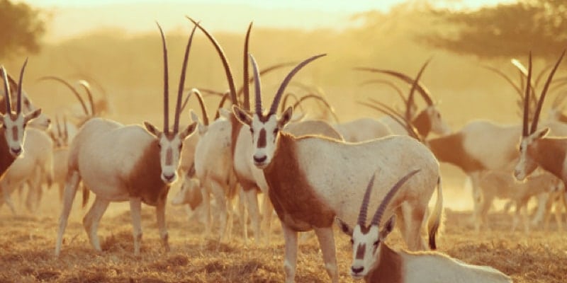 arabian-oryx-sir-bani-yas-abu-dhabi