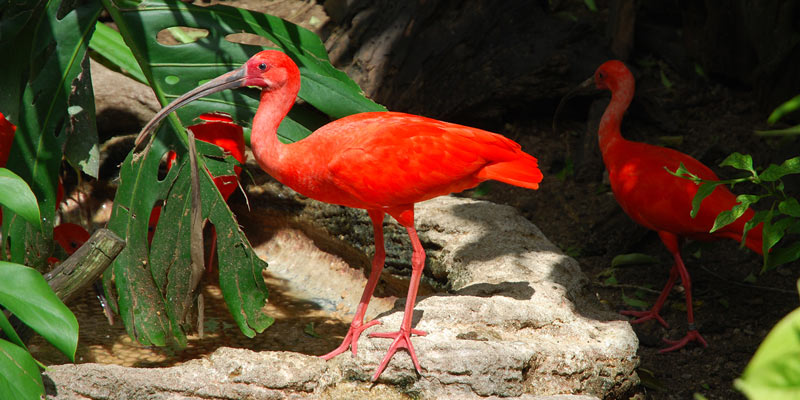 birds-at-bermuda-zoo