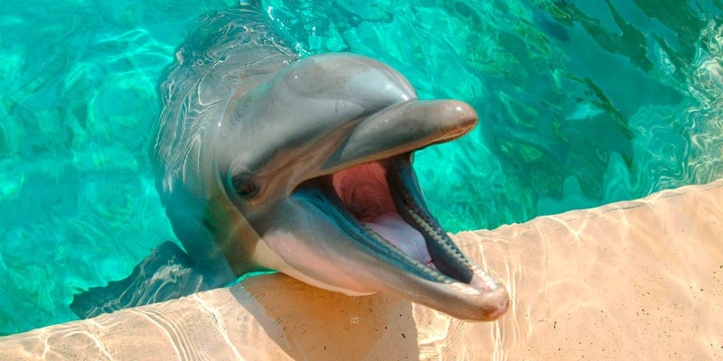 dolphin-in-captivity-bermuda