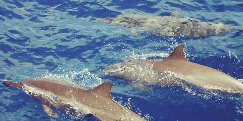 dolphins-in-ocean-maldives