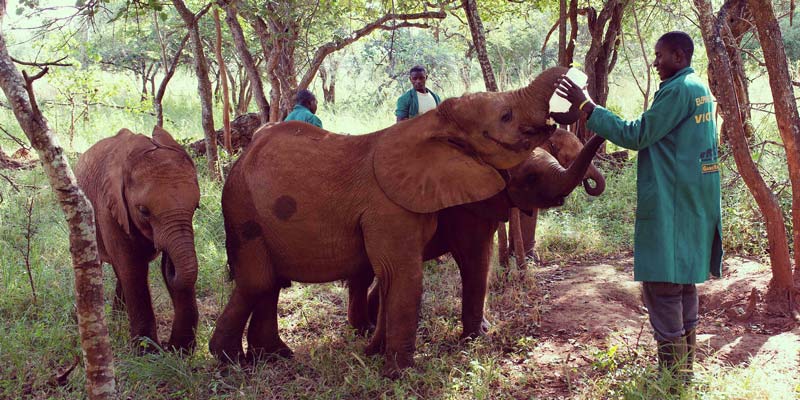 feeding-baby-elephants-at-the-elephant-orphanage-zambia-photo-by-louise-hall