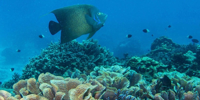 fish-in-coral-reef-seychelles