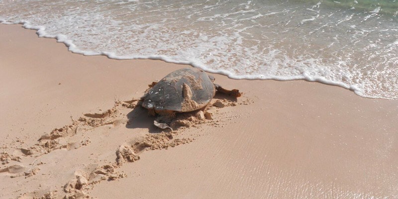 hawksbill-turtle-on-beach-in-seychelles