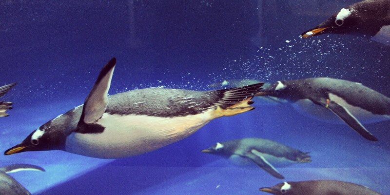 penguins-swimming-underwater-in-aquarium