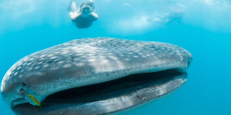 whale-shark-and-snorkeller